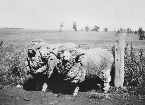 1942_1__2_strongwool_lockhart_show